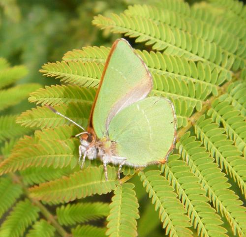 Réf. 301 625 : Callophrys avis
